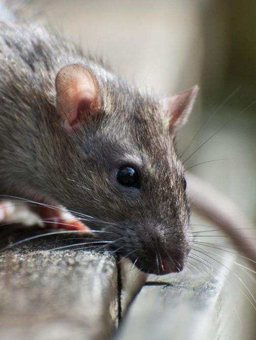 deratisation-naturel-traitement-rat-vital-sanitation