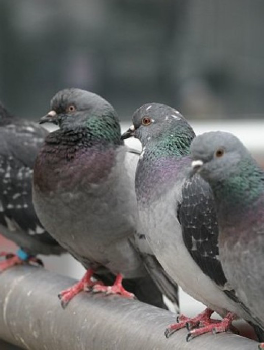 pigeons-filets-anti-pigeon