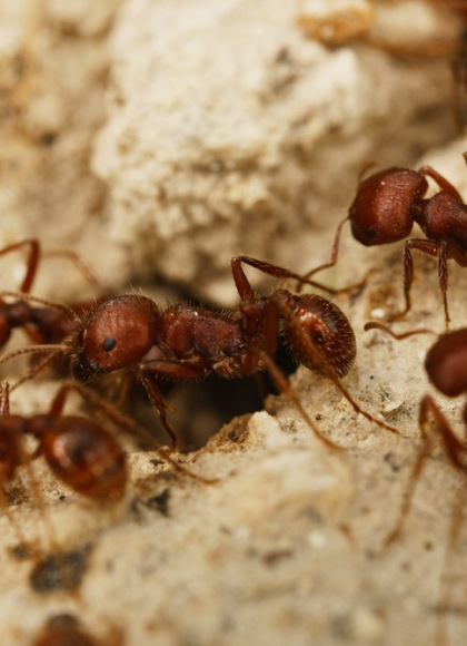 risque-propagation-cause-fourmis-de-feu